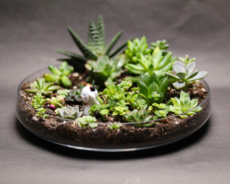 招财多肉植物 - 植栽/盆栽 - 植物．花 绿色