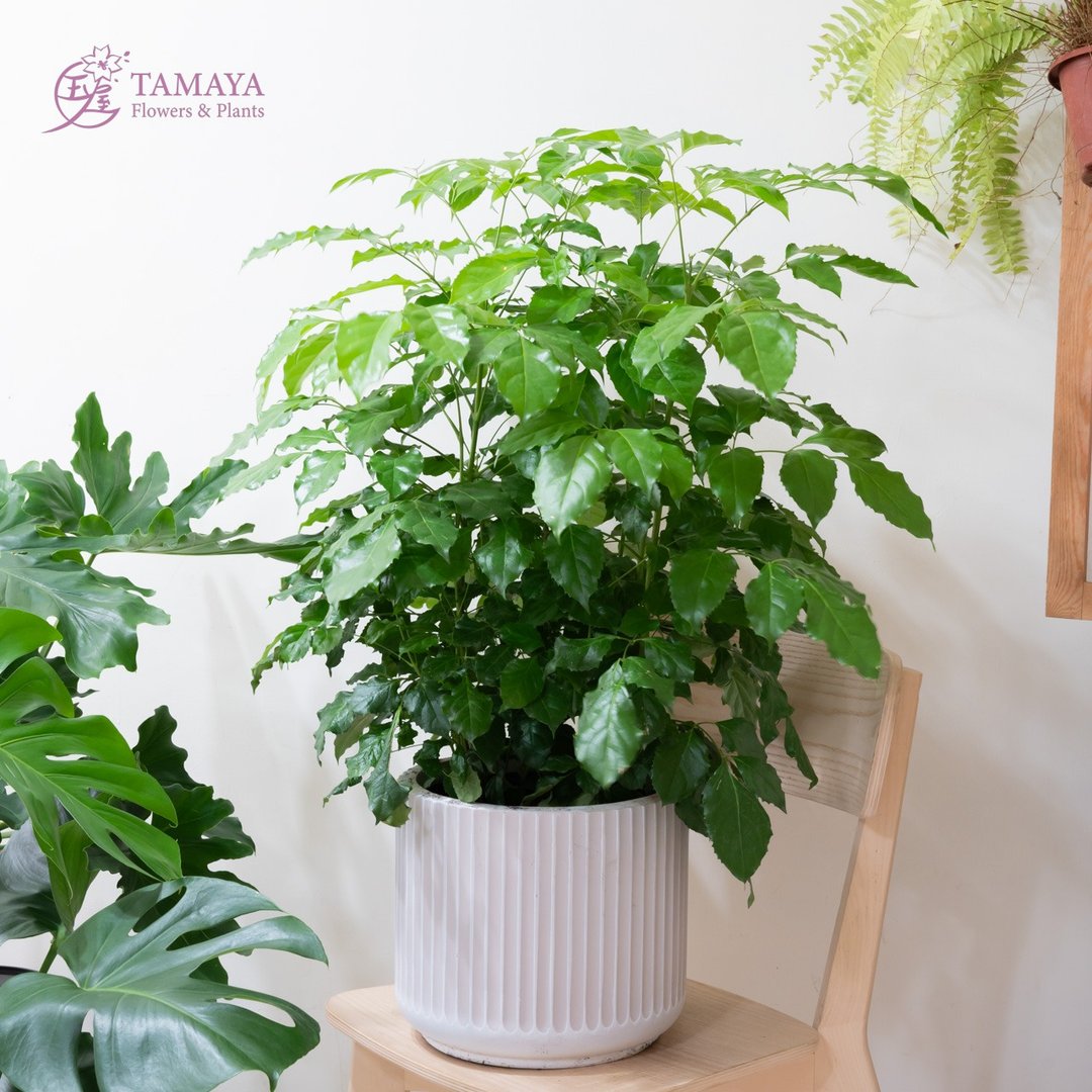 旺旺树  落地 - 植栽/盆栽 - 植物．花 绿色