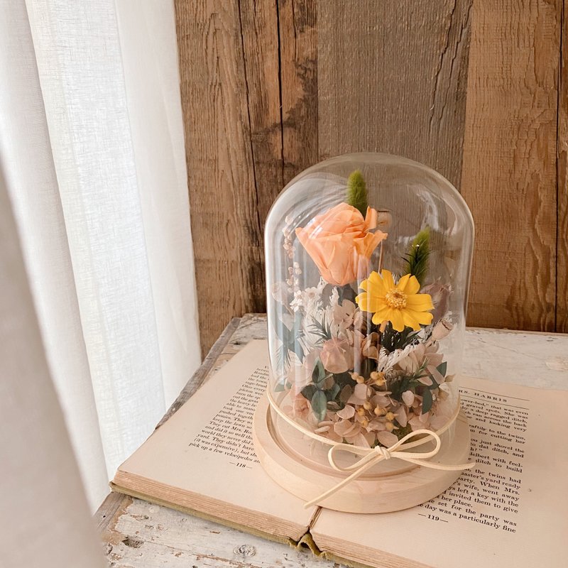 永生小雏菊  春日玻璃罩盅 - 植栽/盆栽 - 植物．花 橘色