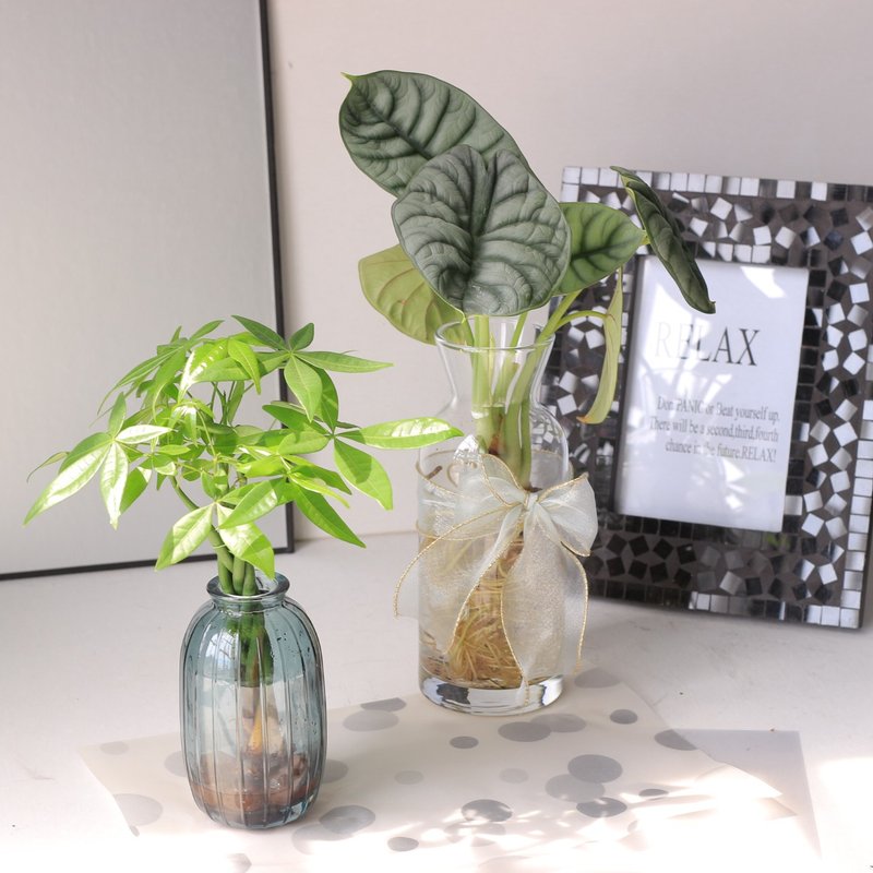 水培植栽│发财树_室内植物 办公室盆栽  求财心安树 店内摆设 - 植栽/盆栽 - 玻璃 