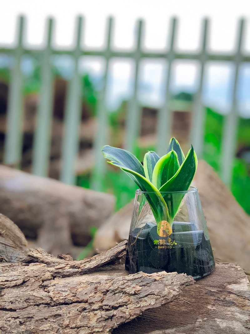 水耕炭盆 | 虎尾兰   室内植栽/简单照顾/懒人福音 - 植栽/盆栽 - 植物．花 绿色