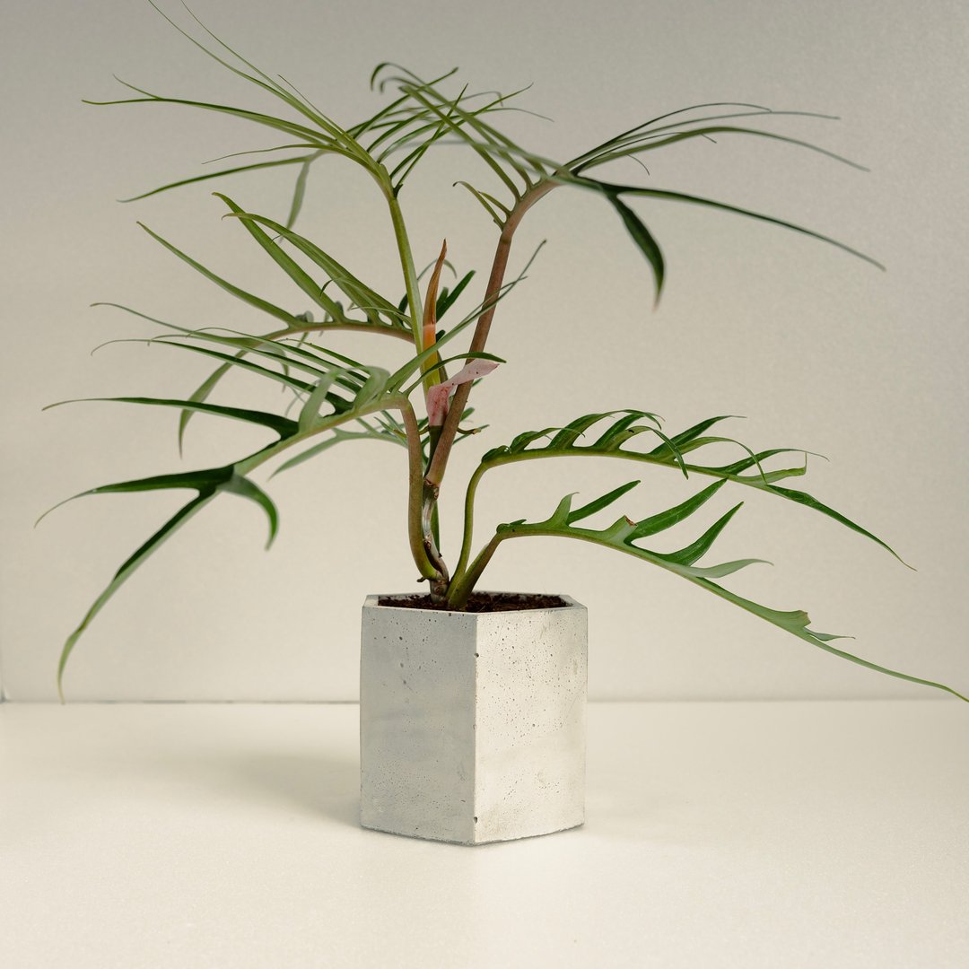 鱼骨蔓绿绒│泥作系列│福所栽 - 植栽/盆栽 - 水泥 绿色