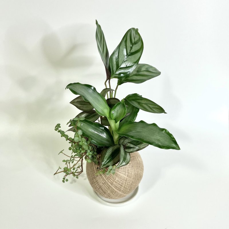 银羽竹芋 四品组合植栽苔球 - 植栽/盆栽 - 植物．花 