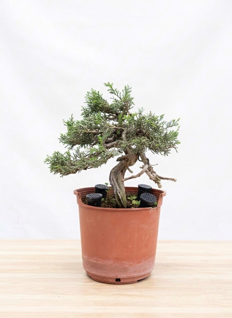 小品盆栽・系鱼川真柏 - 植栽/盆栽 - 植物．花 