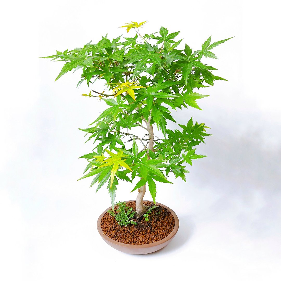 浮生典藏【日本山槭・イロハモミジ】 - 植栽/盆栽 - 植物．花 