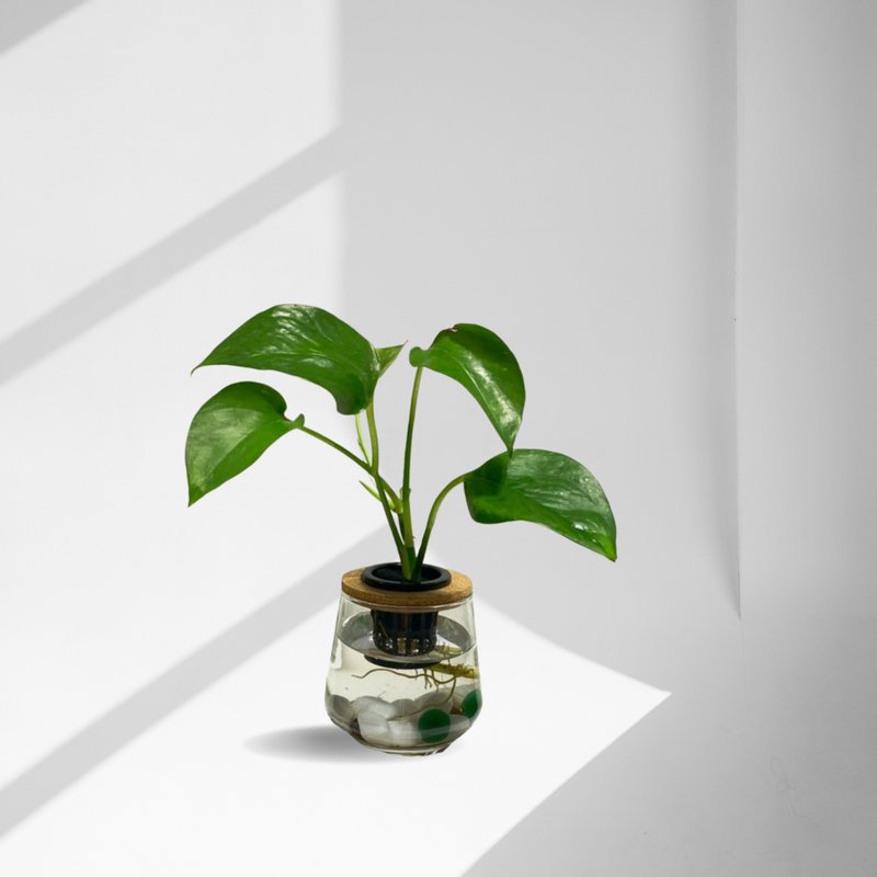 蕨美植栽 水耕植栽 黄金葛 x 弧形玻璃瓶 绿意生机・质感百搭 - 植栽/盆栽 - 植物．花 