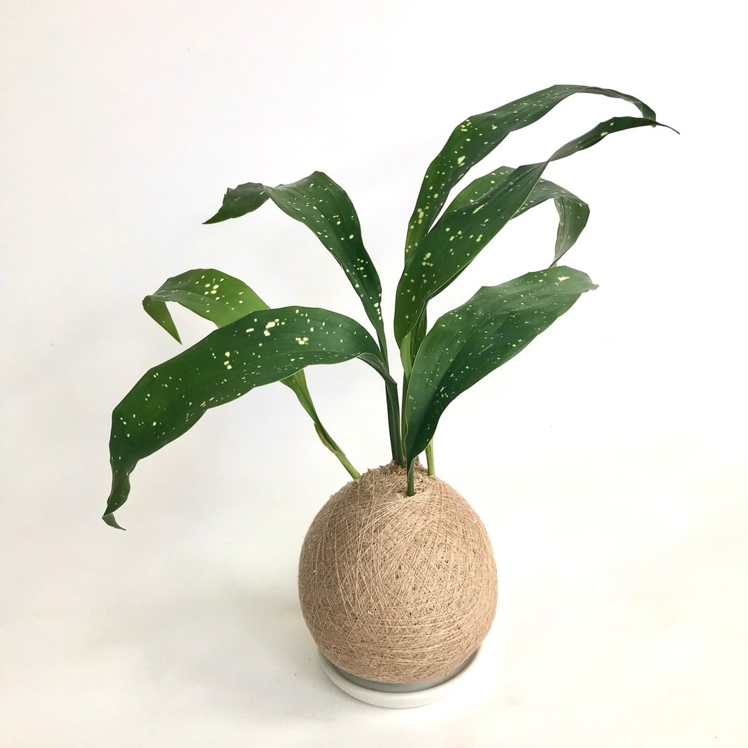 星点蜘蛛抱蛋 手作植栽苔球 - 植栽/盆栽 - 植物．花 
