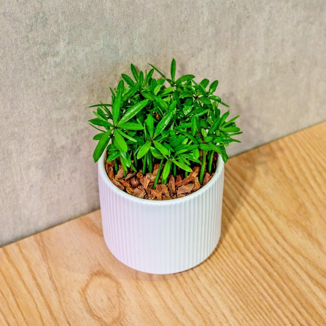小叶罗汉松 莫兰迪色系直纹陶盆 室内植物 观叶植物 礼物 盆栽 - 植栽/盆栽 - 植物．花 白色