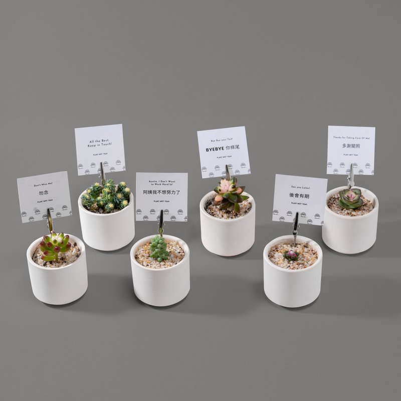 【散水礼物】 散水饼肉肉多肉植物盆栽 回礼礼物 独立包装 - 植栽/盆栽 - 陶 白色