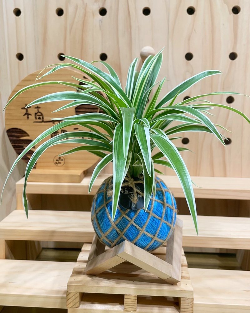 吊兰 水苔球植物 招财植物 室内植物 居家摆设 好养植物 - 植栽/盆栽 - 植物．花 