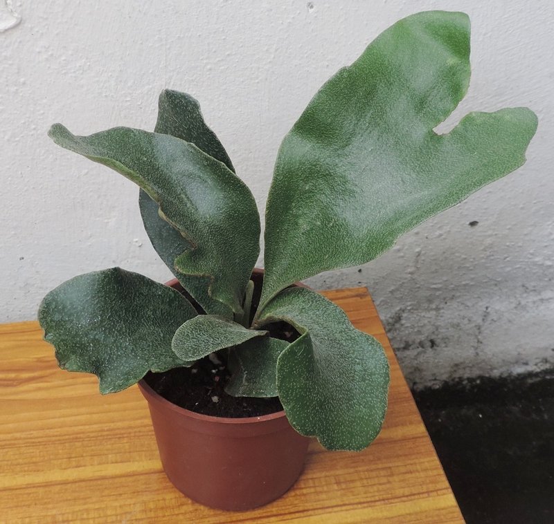 【蕨得有趣】鹿角蕨 圆盾鹿角蕨 3寸盆 热带雨林 植物造景 DIY - 植栽/盆栽 - 植物．花 
