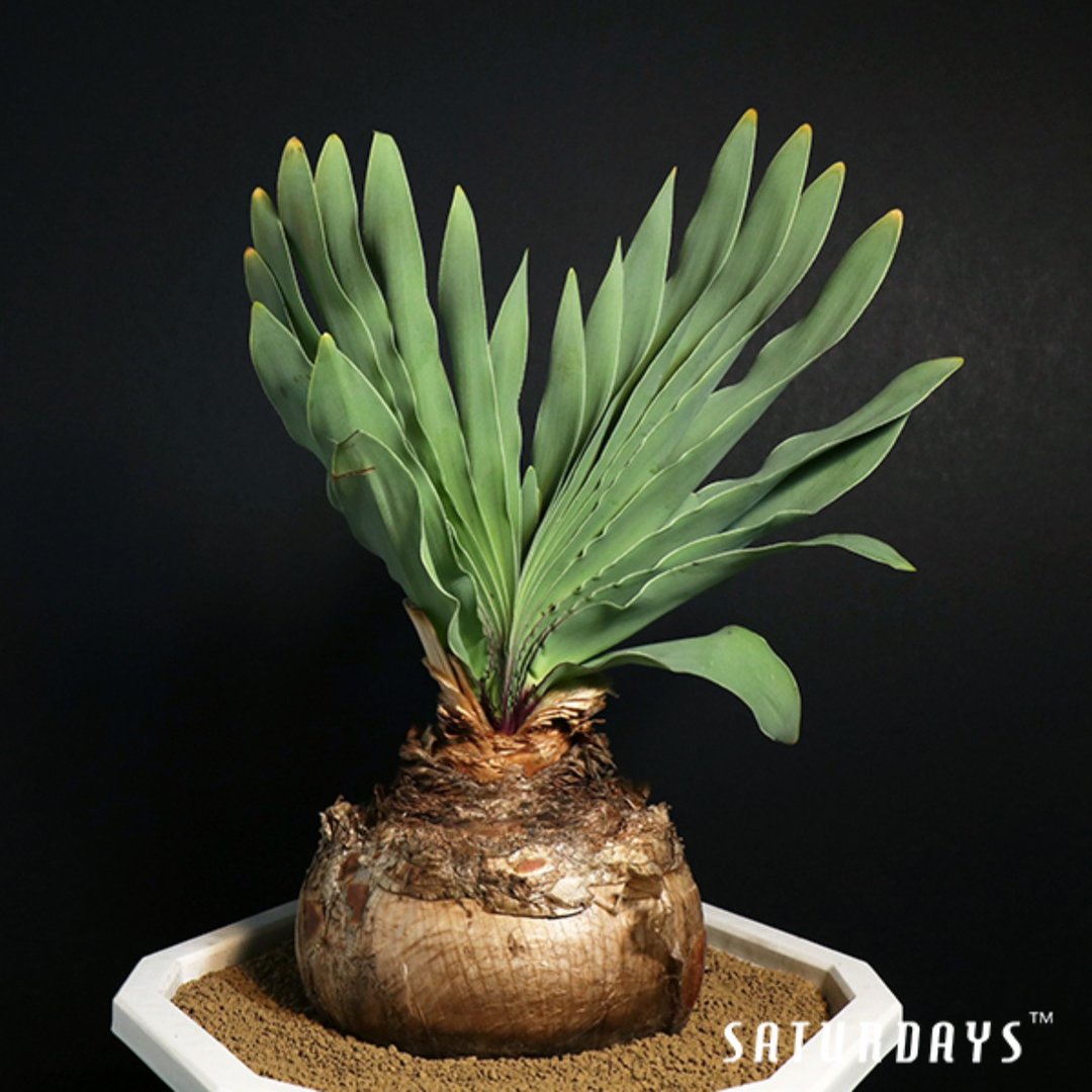 波浪叶布风 | 实生 | 石蒜科 | 多肉 球根 | Boophone disticha - 植栽/盆栽 - 植物．花 