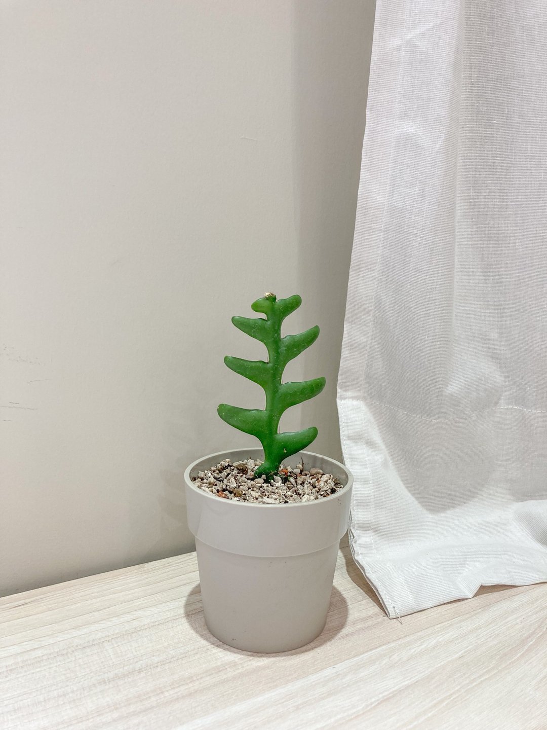 【桌上型小植栽】鱼骨仙人掌 | elho质感独创圆盆(暖灰) - 植栽/盆栽 - 植物．花 灰色