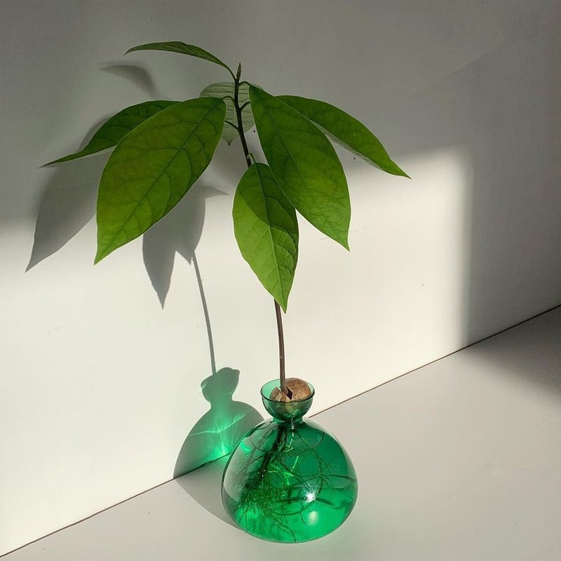 ILEX STUDIO | 酪梨玻璃花器 翡翠绿 - 花瓶/陶器 - 玻璃 绿色