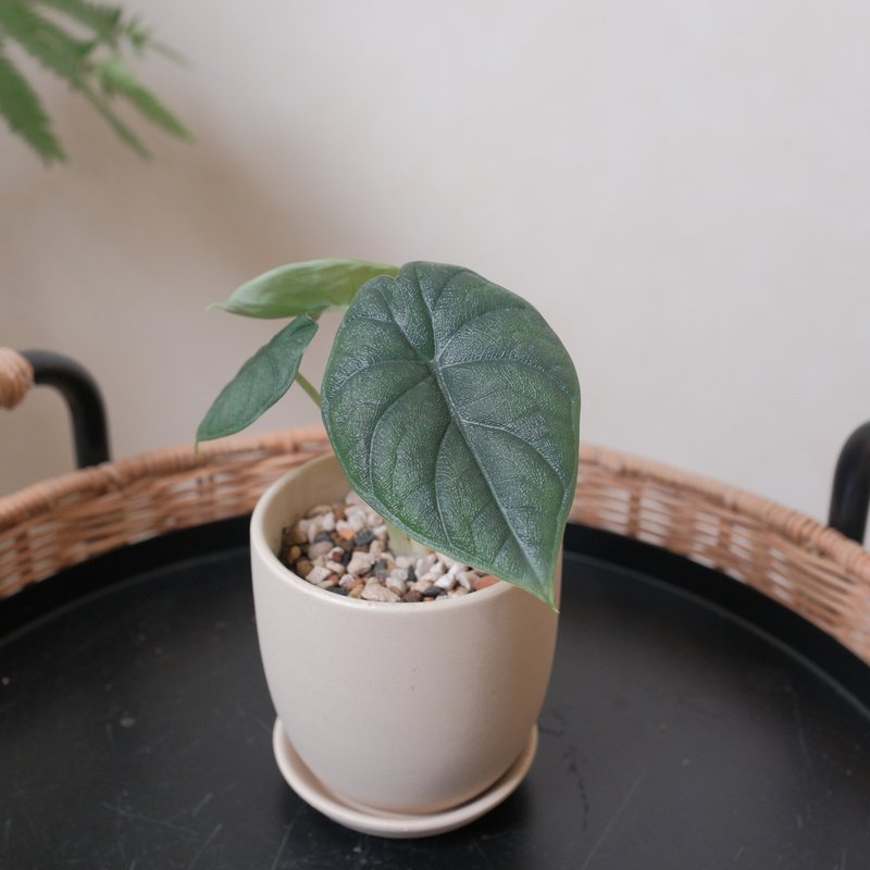 犀牛皮观音连 - 植栽/盆栽 - 植物．花 