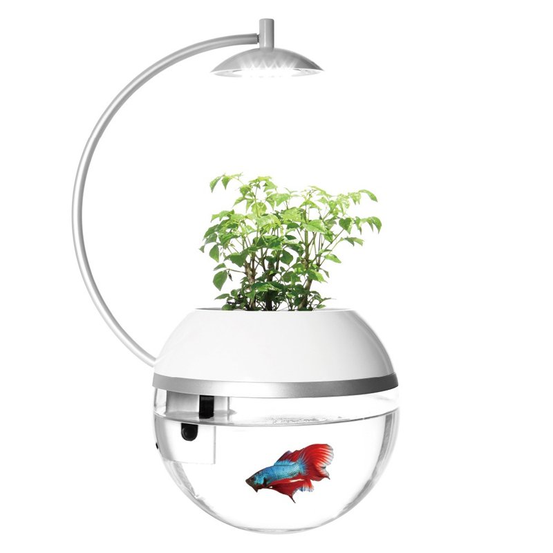 香草与鱼Herb&Fish X - 植栽/盆栽 - 其他材质 白色