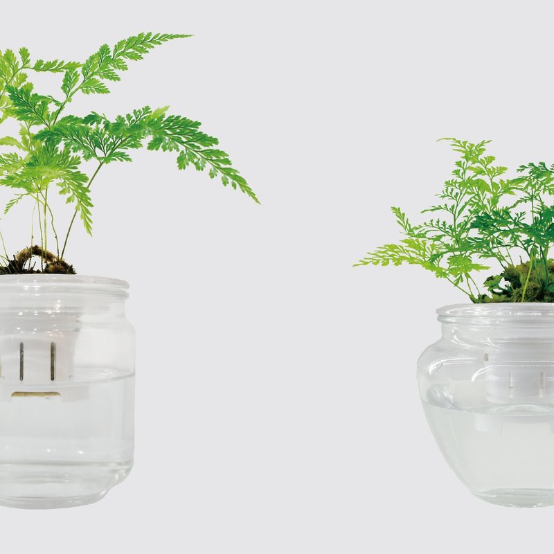 │ 玻璃系列 │ 兔脚蕨 - 蕨类 空气净化 水耕盆栽 鱼水共生 - 植栽/盆栽 - 植物．花 