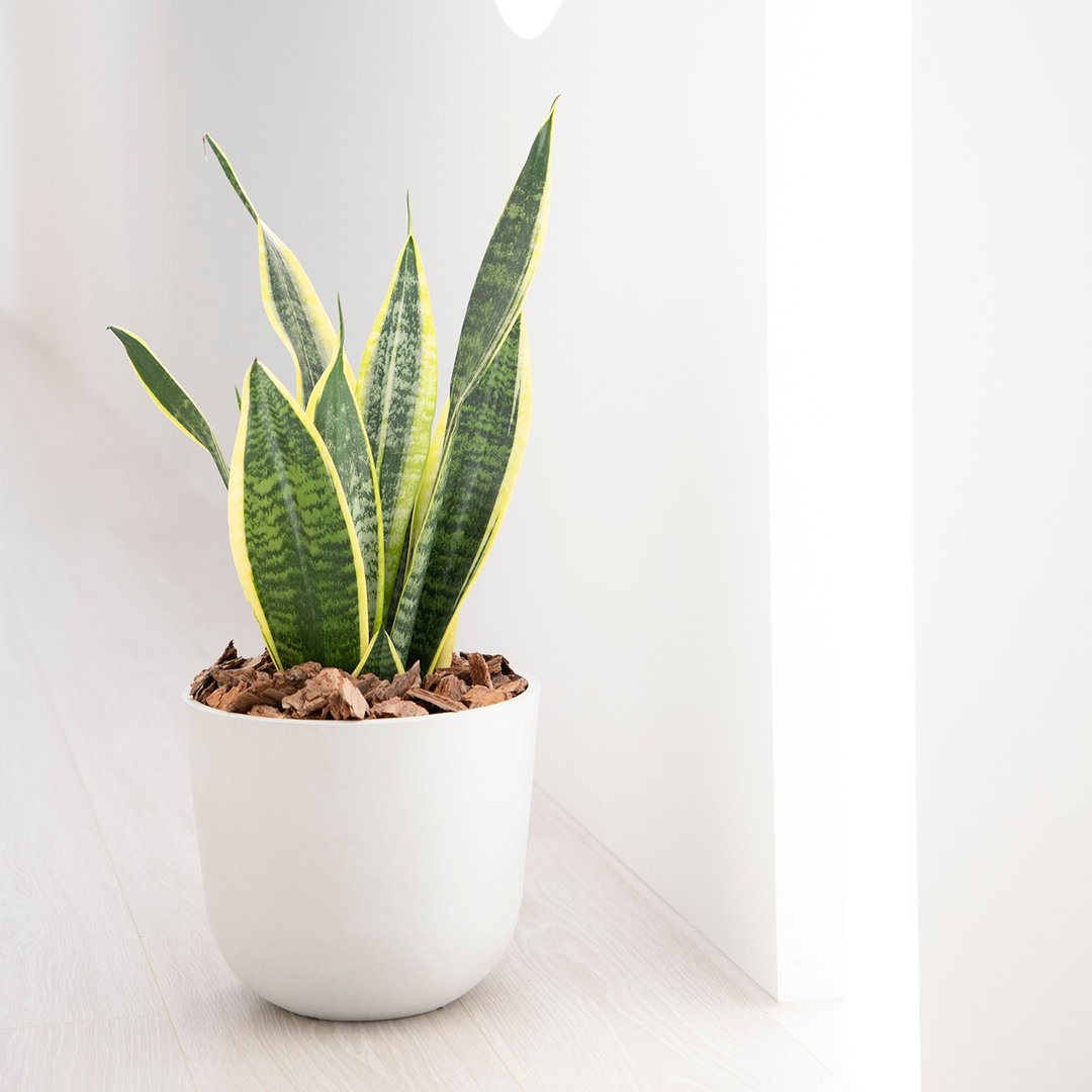 【室内盆栽】虎尾兰盆栽 (中型)  观叶植物 盆栽 开幕送礼 乔迁 - 植栽/盆栽 - 植物．花 绿色