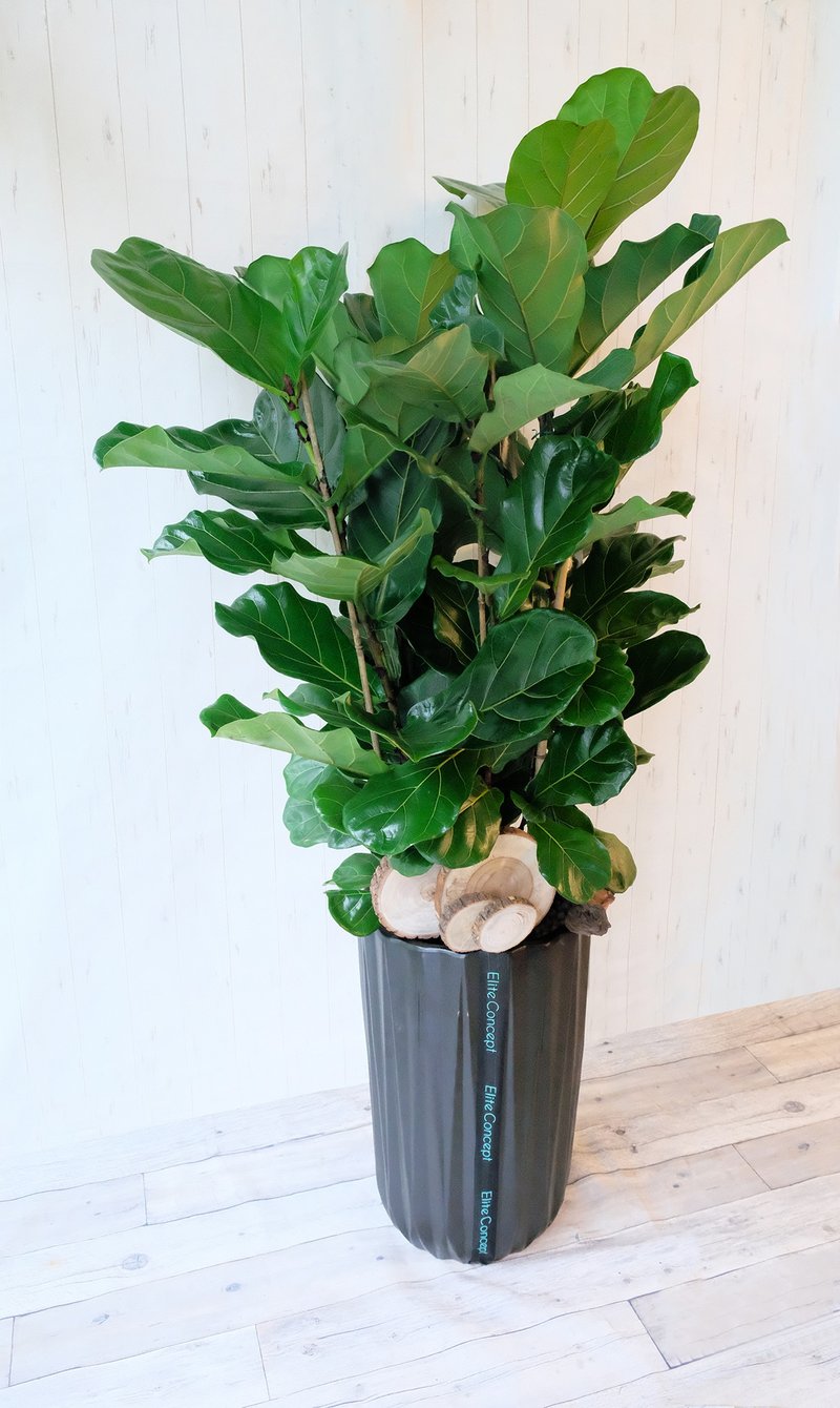 优雅琴韵 | 落地植栽 - 植栽/盆栽 - 植物．花 绿色