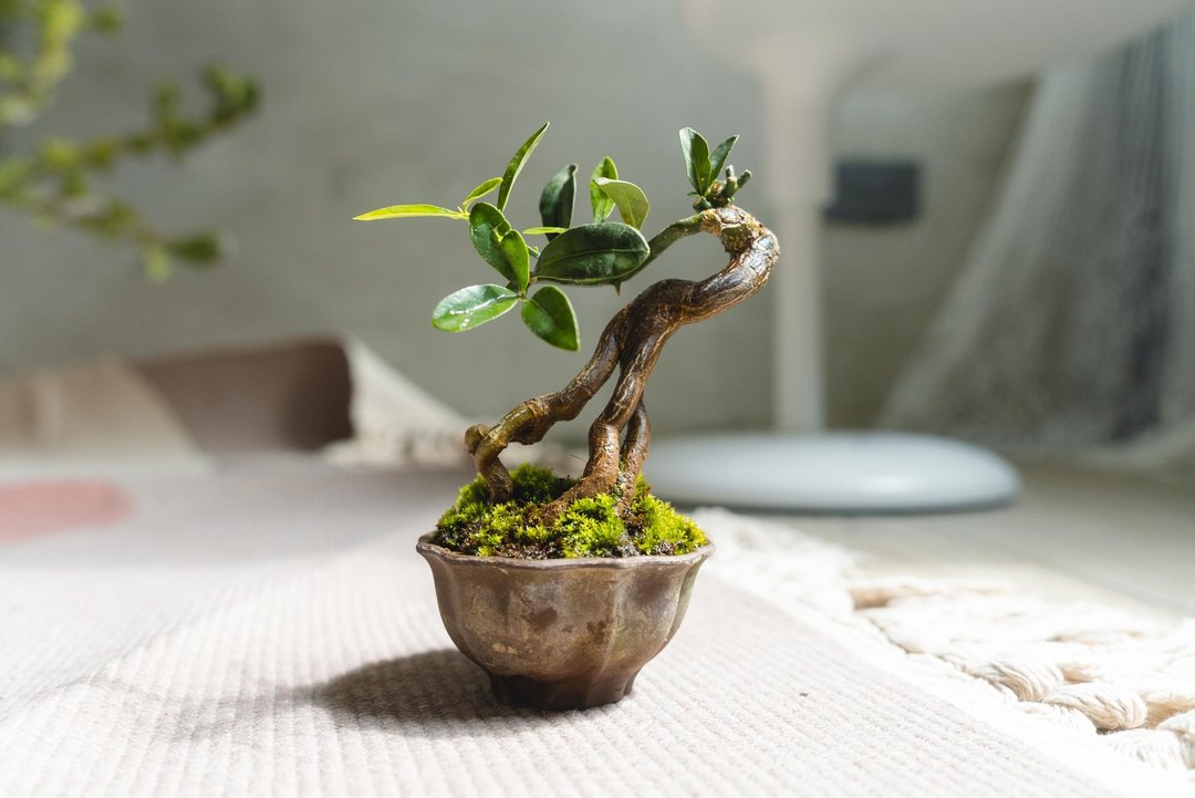 迷你金豆柑盆栽 高级树种生长缓慢 会开花结果 - 植栽/盆栽 - 植物．花 绿色