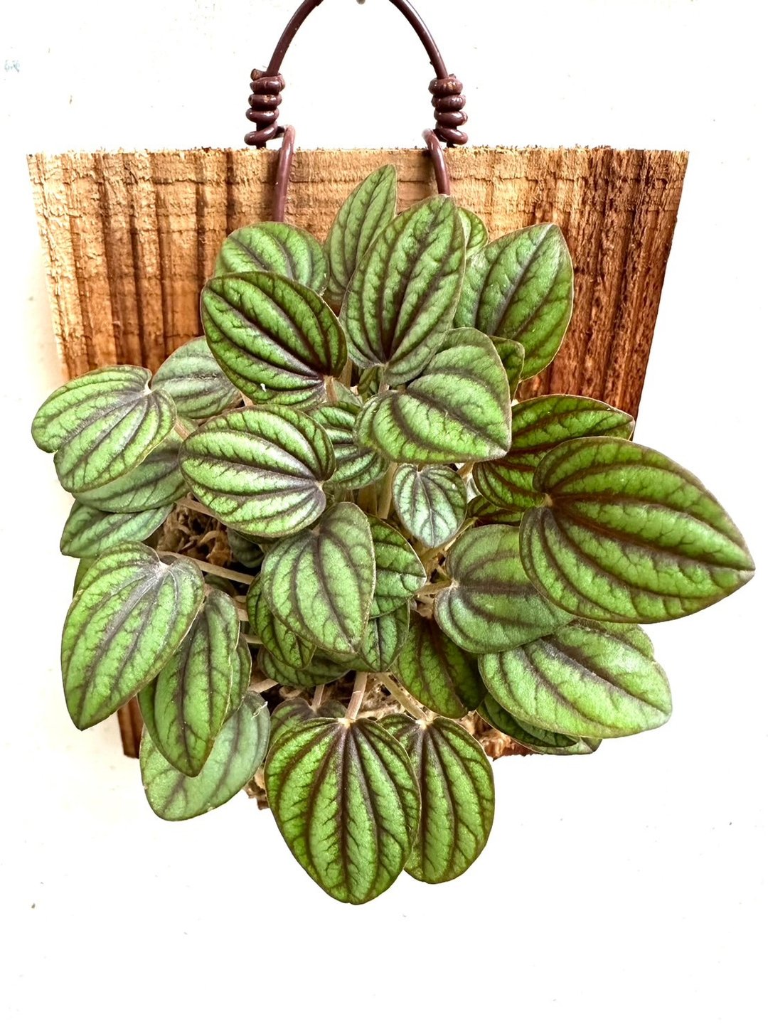 【孔雀椒草】植物上板 开幕送礼 开幕 观叶植物 室内植物 上板 - 植栽/盆栽 - 植物．花 