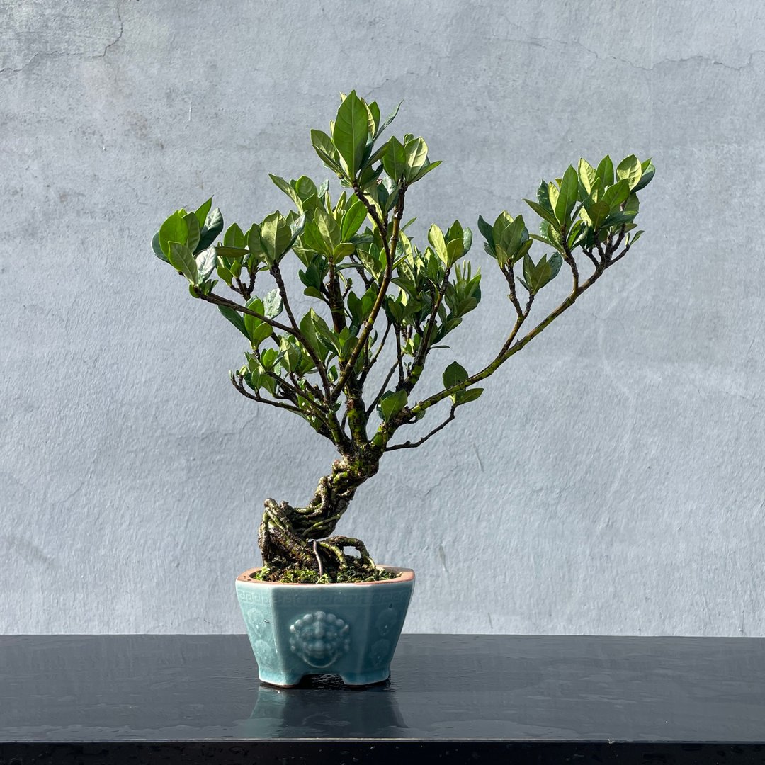 小品盆栽 - 栀子花 日本品种一寸法师 盆景 送礼 - 植栽/盆栽 - 植物．花 