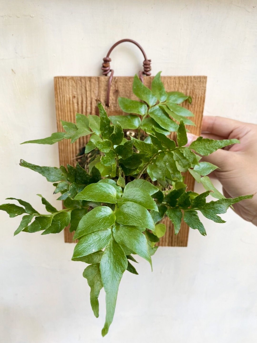 【冬青蕨】植物上板 情人节礼物 生日礼物 观叶植物 室内植物 - 植栽/盆栽 - 植物．花 