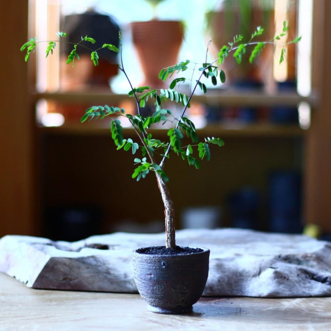 迪氏凤凰木  | 实生 | 多肉 块根 | Delonix decaryi - 植栽/盆栽 - 植物．花 