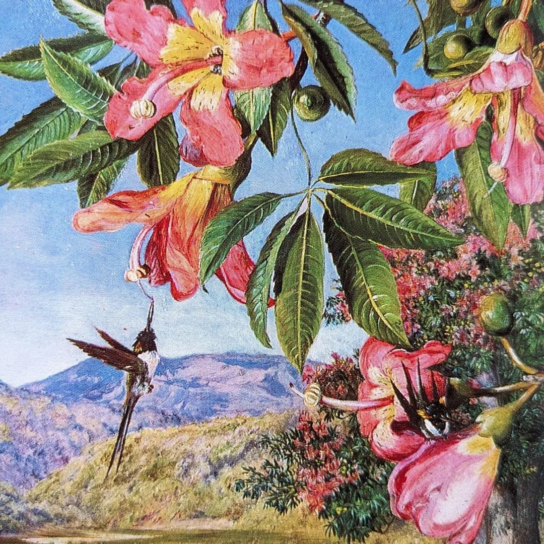 邱园之花 皇家植物园350年的花卉画/老书/古书/图鉴/花艺 - 刊物/书籍 - 纸 黄色