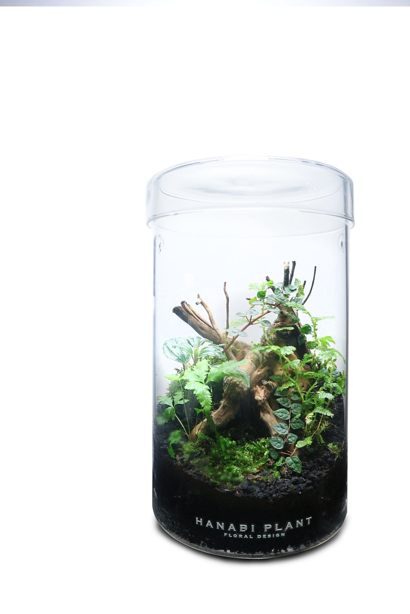 【订制】蕨醒经典生态瓶-经典直筒(中) - 植栽/盆栽 - 玻璃 