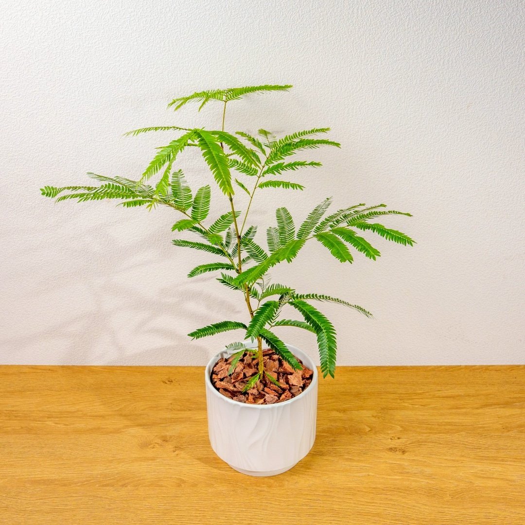 小豆树 流线白陶盆栽 开幕盆栽推荐 桌上盆栽 送礼 - 植栽/盆栽 - 植物．花 绿色