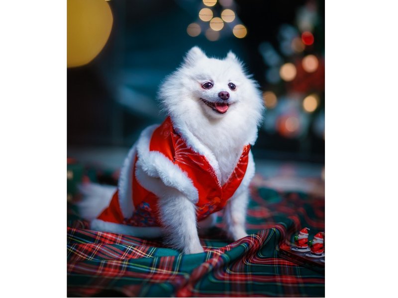 【iC原创】冬日新年唐装 - 衣/帽 - 其他材质 