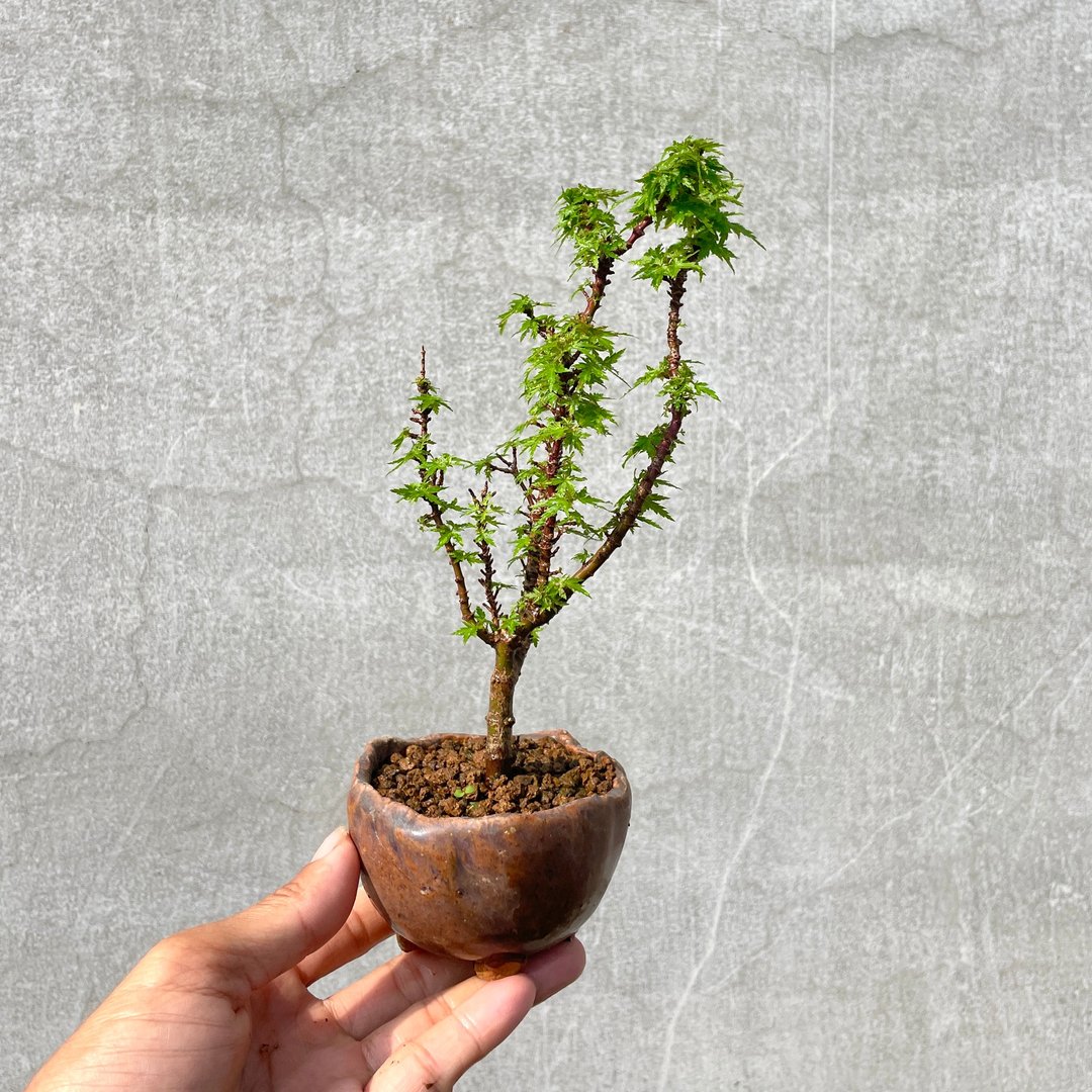 小品盆栽-日本山槭 琴姬 盆景 送礼 - 植栽/盆栽 - 植物．花 