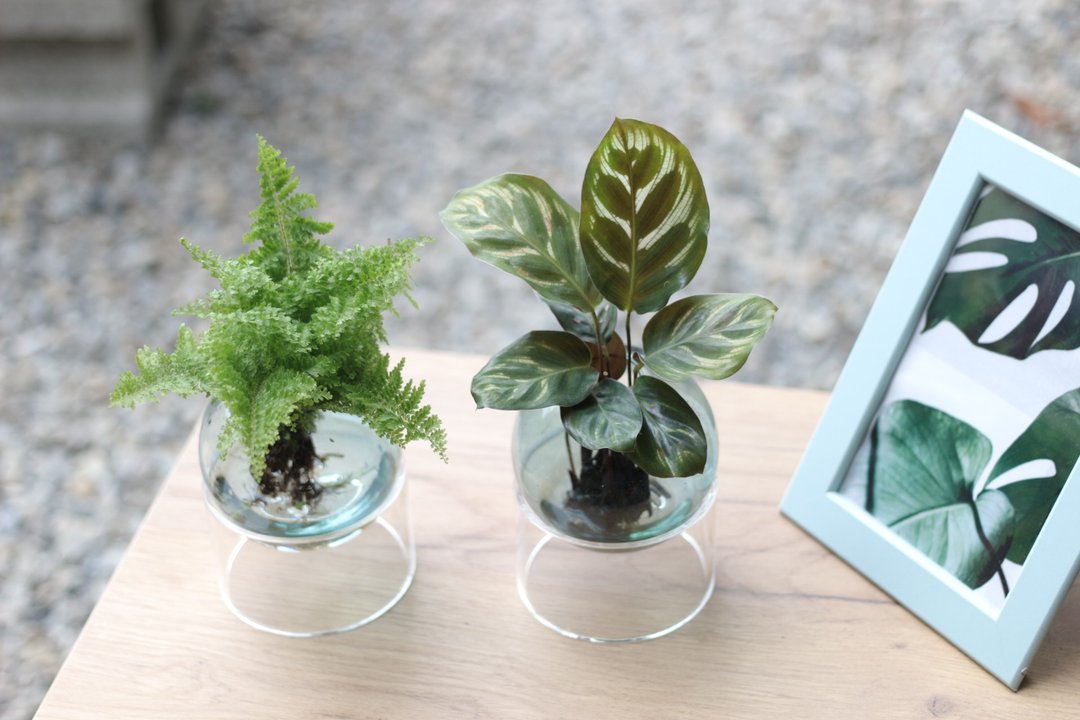 水培植栽│孔雀竹芋_室内植物 办公室盆栽 店内布置 送礼 - 植栽/盆栽 - 玻璃 