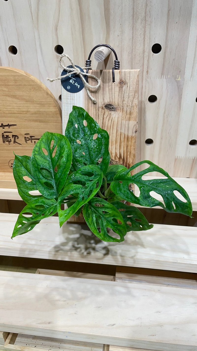 【植蕨所在】 洞洞蔓绿绒 水苔球 观叶植物 室内植物 居家摆设 - 植栽/盆栽 - 植物．花 