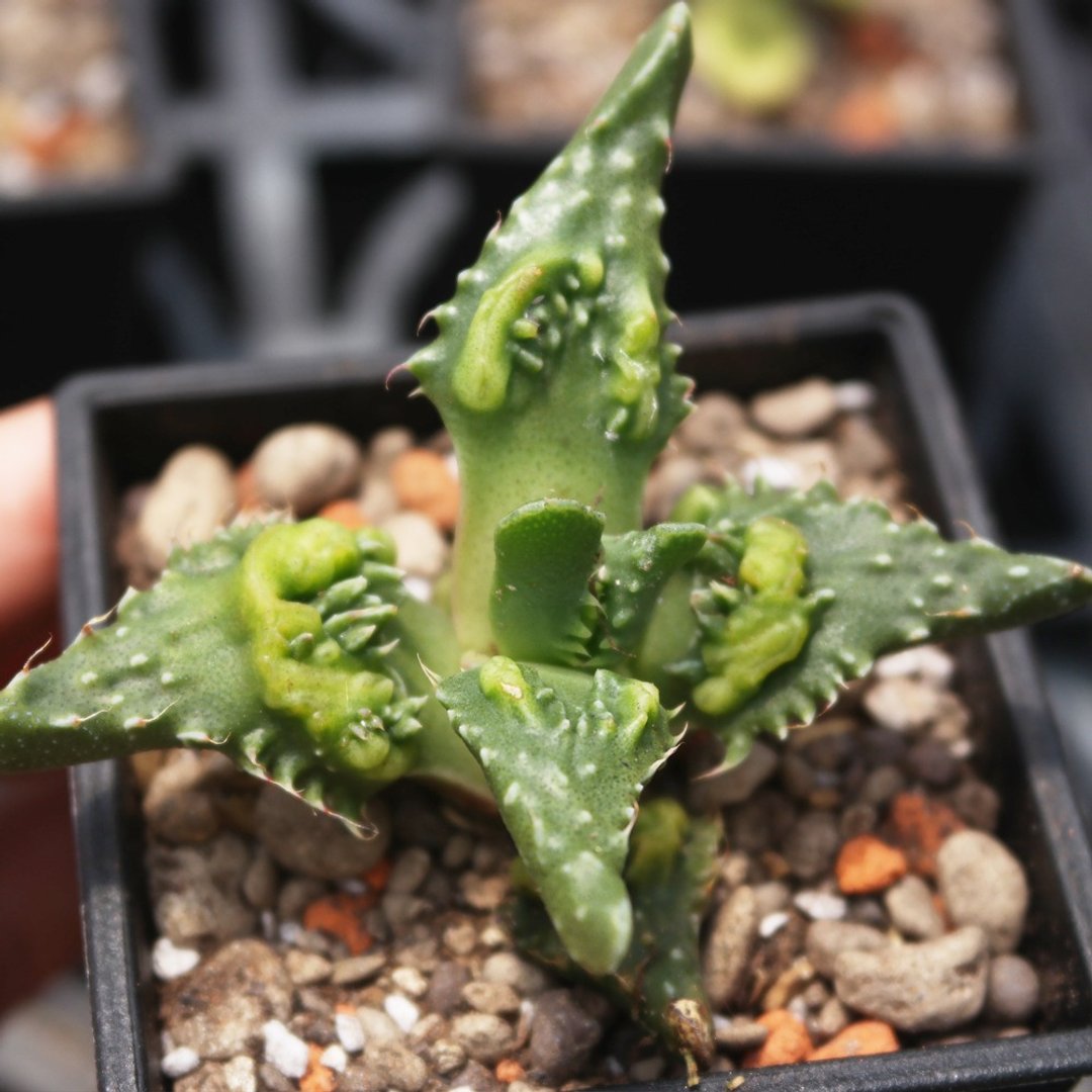 豆豆多肉植物与小杂货--植物-怒涛 - 植栽/盆栽 - 植物．花 绿色