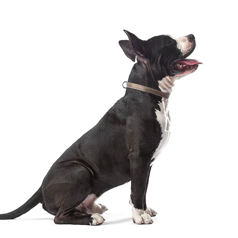 【DOGNESS多尼斯】挑战者系列宠物项圈(4色) - 项圈/牵绳 - 其他材质 