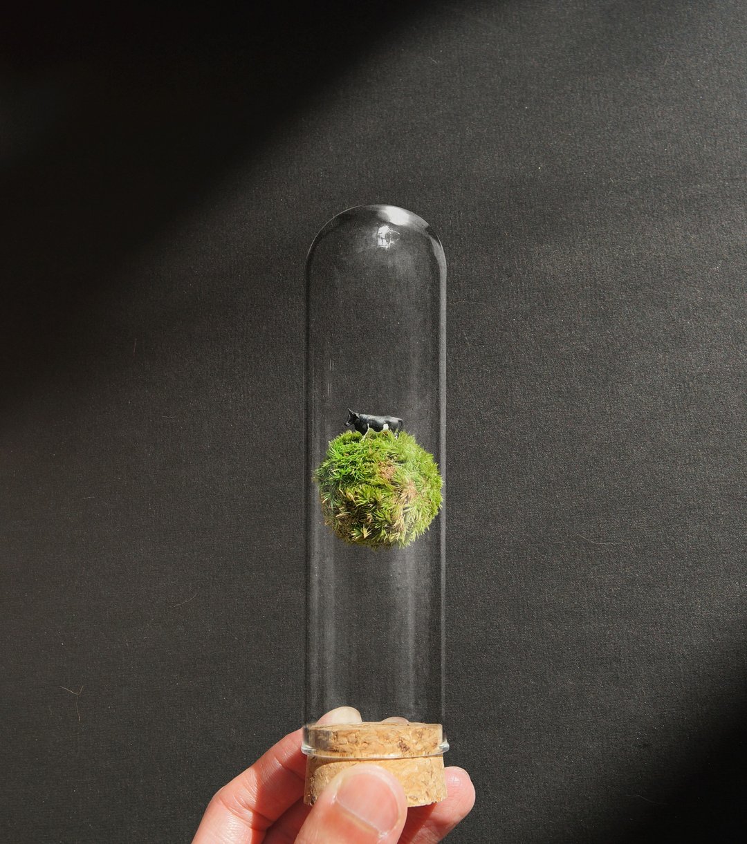 反重力苔玉 - 植栽/盆栽 - 植物．花 绿色
