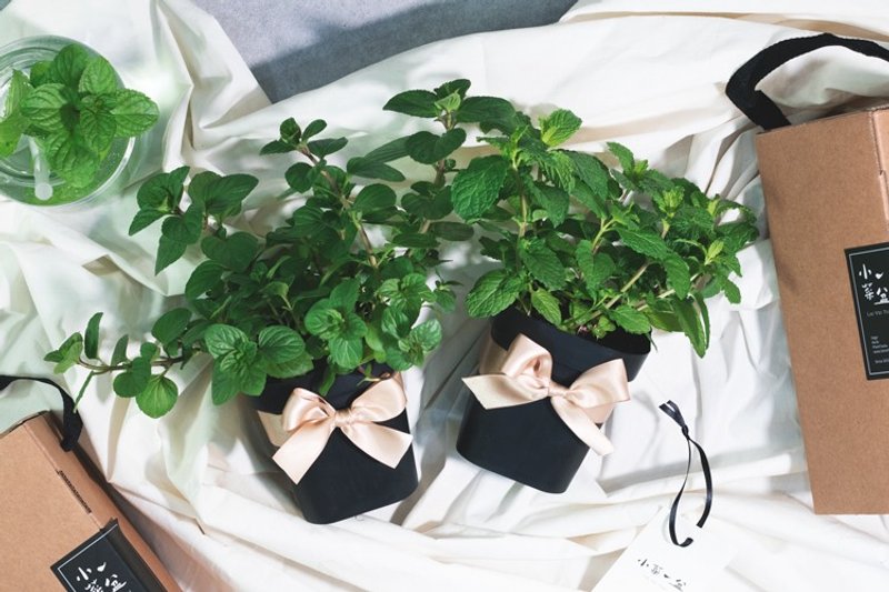 香橙薄荷+尼德兰薄荷清新泡茶组合 - 植栽/盆栽 - 植物．花 