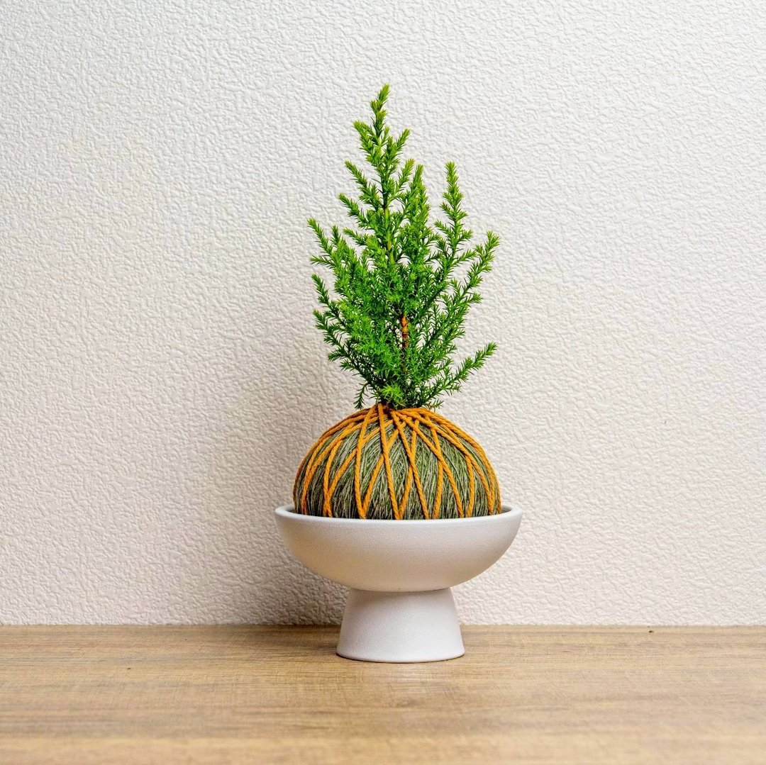 苔球植物 香冠柏墨绿苔球加磨砂高脚钵 苔球 苔玉 礼物 送礼 - 植栽/盆栽 - 植物．花 绿色