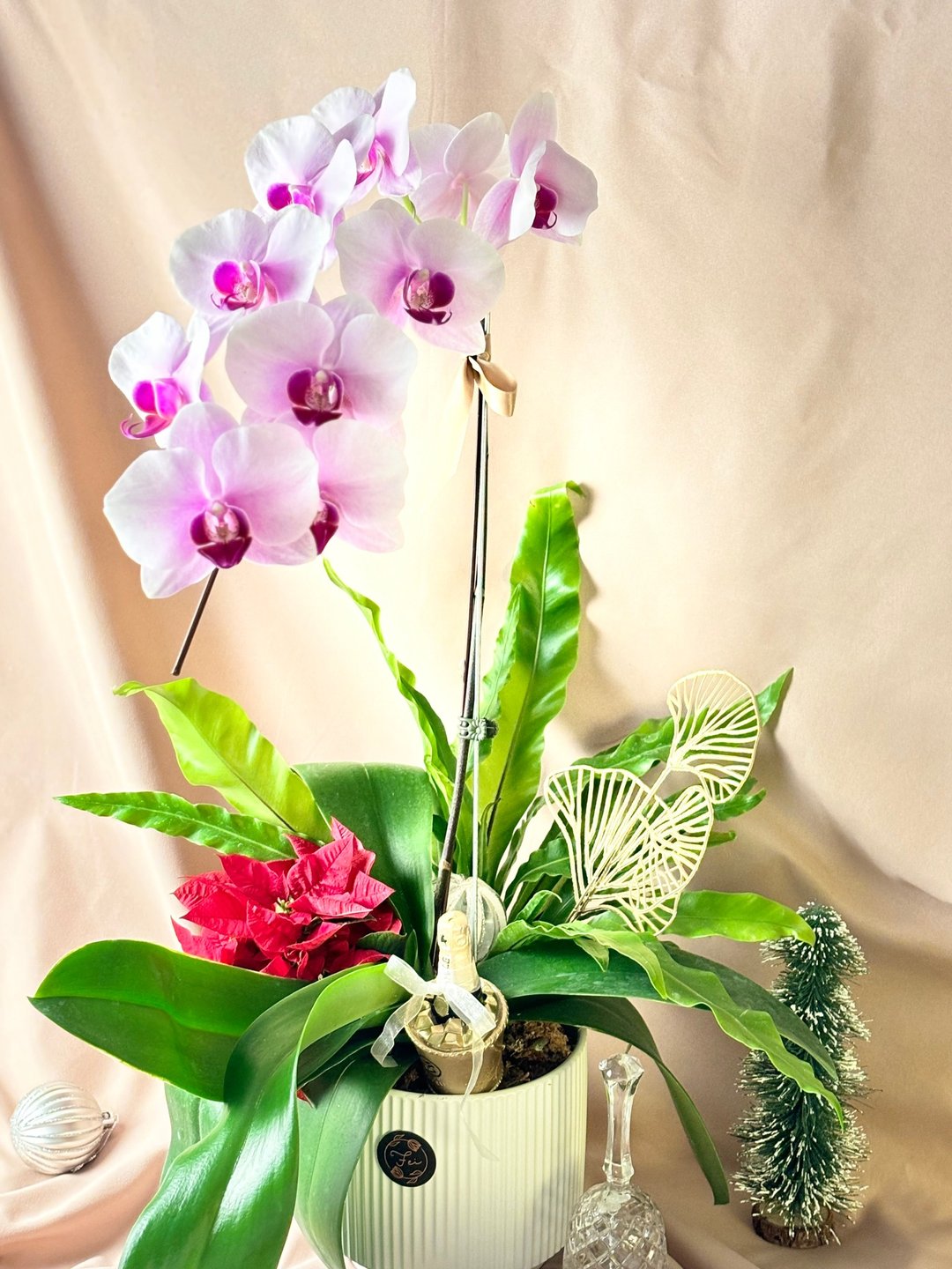 Orchid-质感兰花盆栽/开幕/新居/升迁/送礼 - 植栽/盆栽 - 植物．花 粉红色