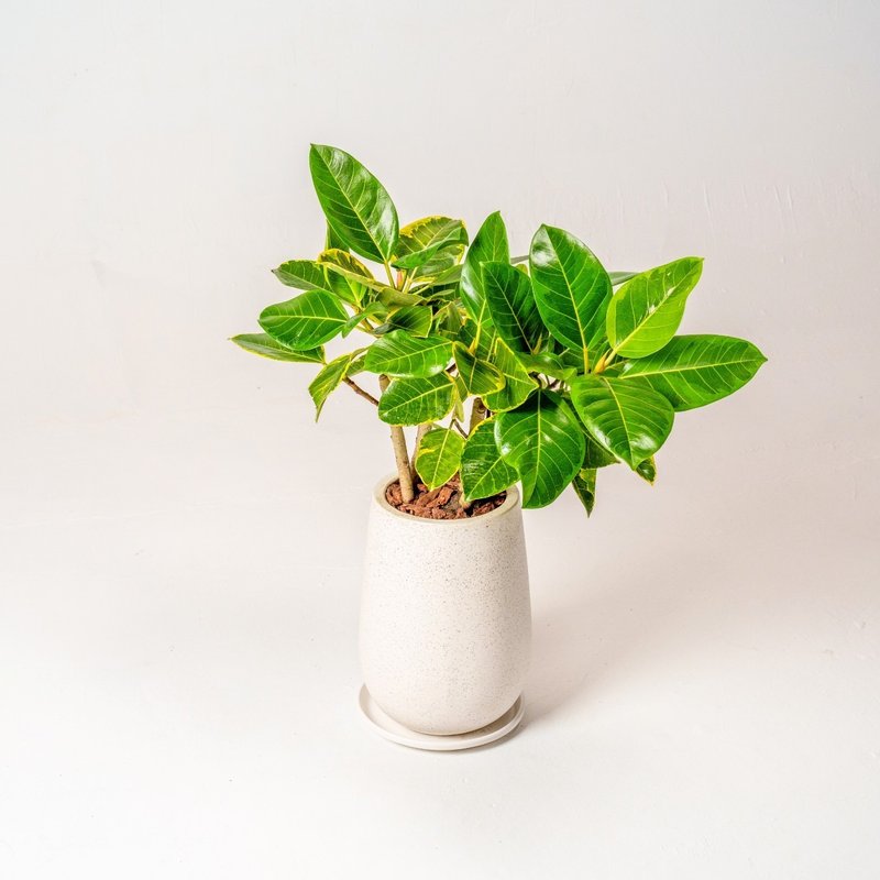 黄金富贵榕 白水滴磨石盆栽 开幕花盆 观叶植物 居家装饰 - 植栽/盆栽 - 植物．花 