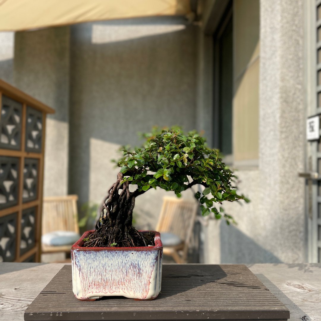 小品盆栽-雀梅 盆景 - 植栽/盆栽 - 植物．花 