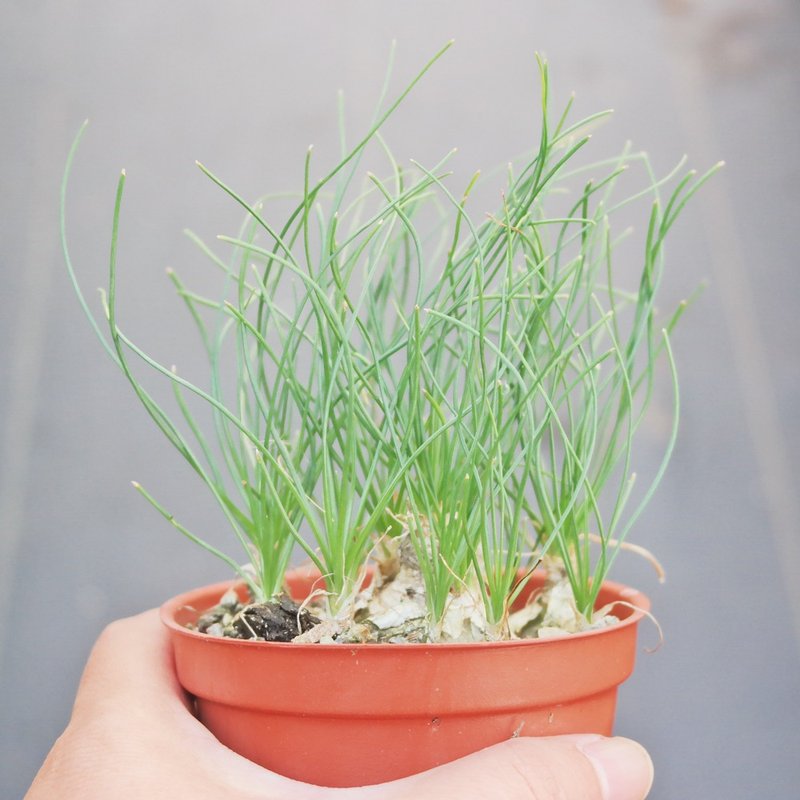 【豆豆多肉】【哨兵】乔迁│送礼│升迁│多肉植物 - 植栽/盆栽 - 植物．花 