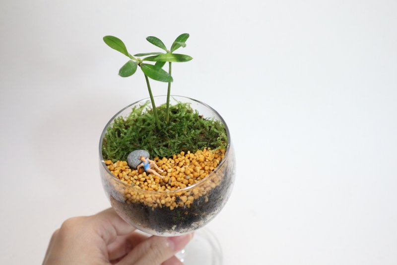 【微景观】海滨日常－盆栽/苔藓植物/礼物/沙滩/度假 - 植栽/盆栽 - 玻璃 绿色