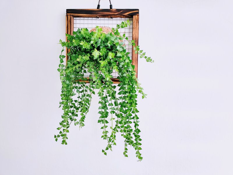 百万心板植│窗边植物│阳台植物│观叶植物│多肉 - 植栽/盆栽 - 植物．花 绿色