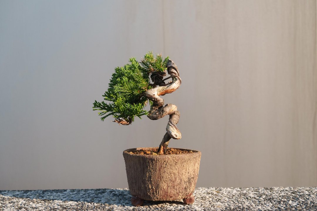 稀有的台湾真柏小品盆栽 干身有舍利渐层式雕刻 树势旺盛 - 植栽/盆栽 - 植物．花 绿色
