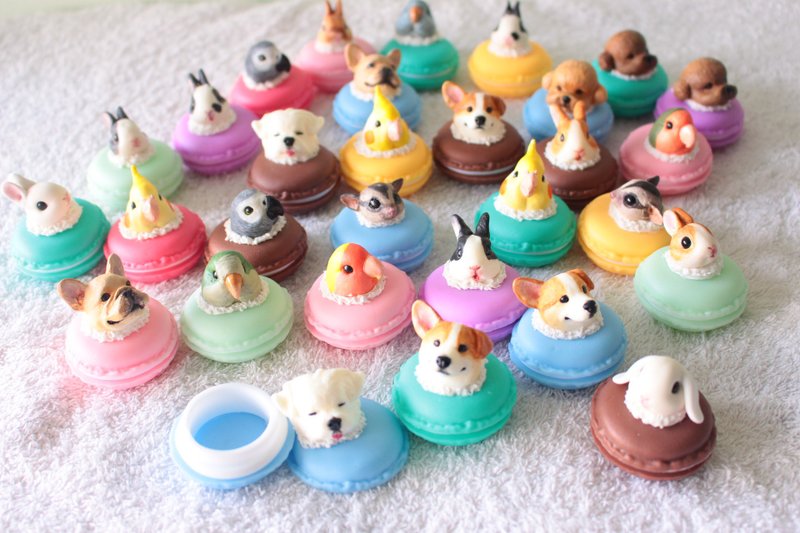 公版宠物造型置物盒-玄凤.和尚.灰鹦.小鹦 - 收纳用品 - 树脂 多色