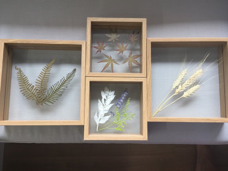 ［纯自然］干燥植物 压花 画 小画框 玻璃 花 蕨 枫 幸运草 麦 银杏 送礼 艺品 picture frame drying plant - 摆饰 - 植物．花 绿色