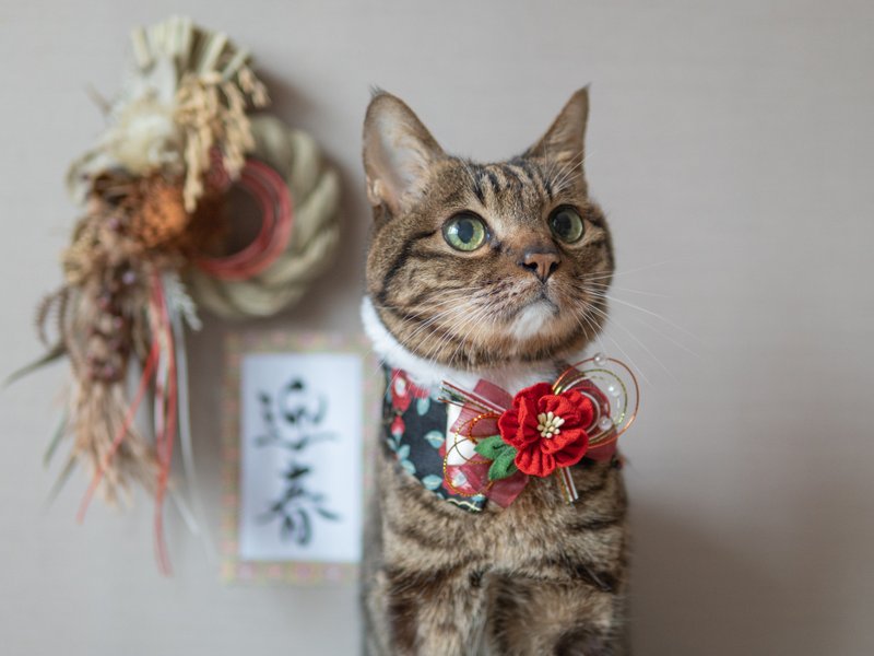 【2026新年】宠物领巾 猫咪/狗狗 椿领巾 - 红 - 项圈/牵绳 - 棉．麻 红色